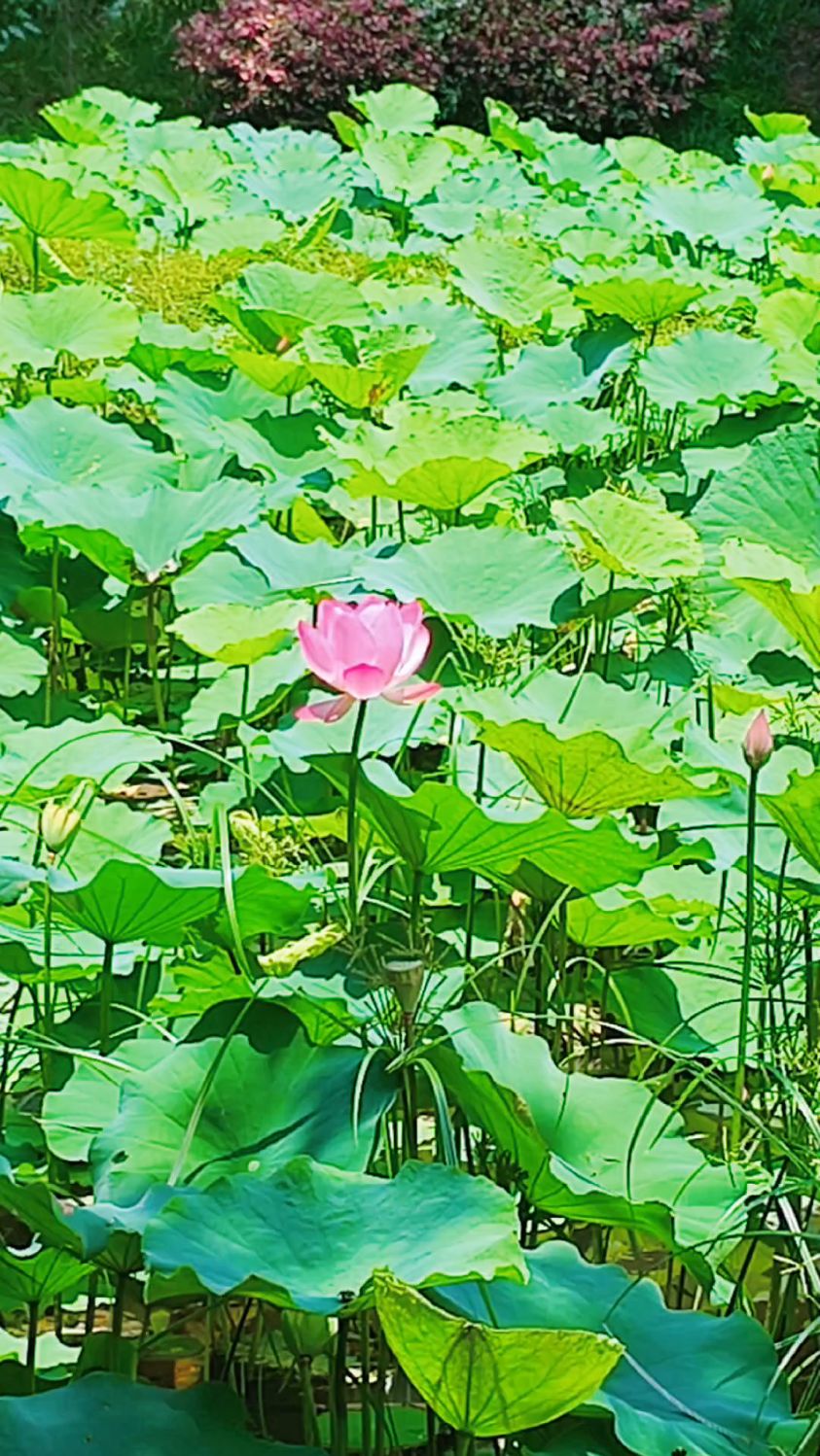 阳光正好(阳光正好电视剧免费播放)